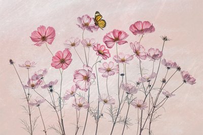 ピンクのコスモスと蝶 作： Lydia Jacobs