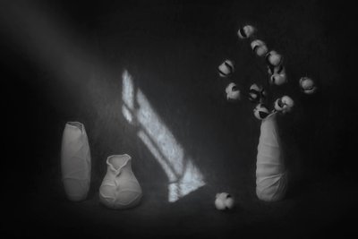 穏やかな綿の静物画 作： Lydia Jacobs