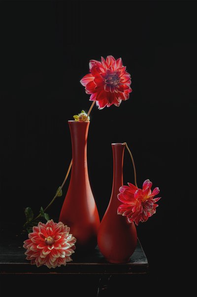 鮮やかなダリアの静物画 作： Lydia Jacobs