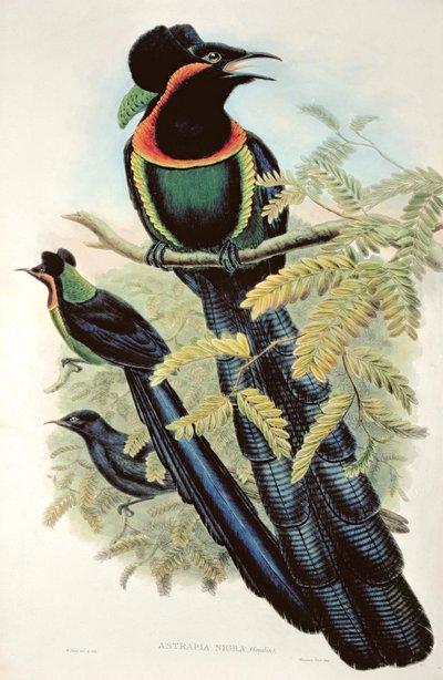 Arfak Astrapia、Astrapia Nigra-Bird of Paradise 作： M. Hart