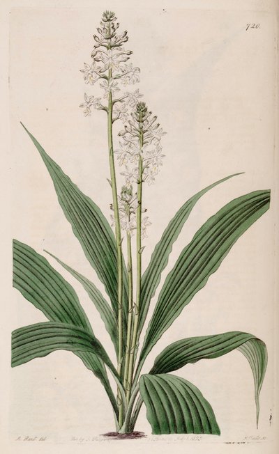 Calanthe triplicata（syn。Calanthe veratrifoliaとして）（植物）のイラスト 作： M. Hart