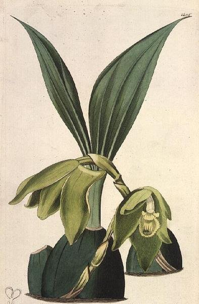 蘭。Maxillaria ciliaris, M. Hart (fl.1829) 著, I. Ridgway社刊 作： M. Hart