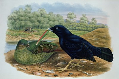 Ptilonorhyncus Violaceus、サテンBowerbird 作： M. Hart