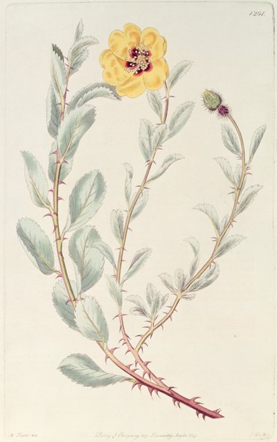 ローズ：1829年に発行された植物登録簿からのペルシャ語 作： M. Hart
