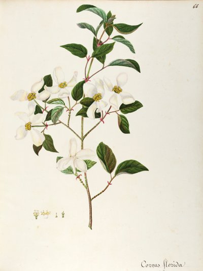 ハナミズキ (Cornus フロリダ)、ミズキ科、北アメリカ原産の小さな木または低木、水彩 作： Maddalena Lisa Mussino