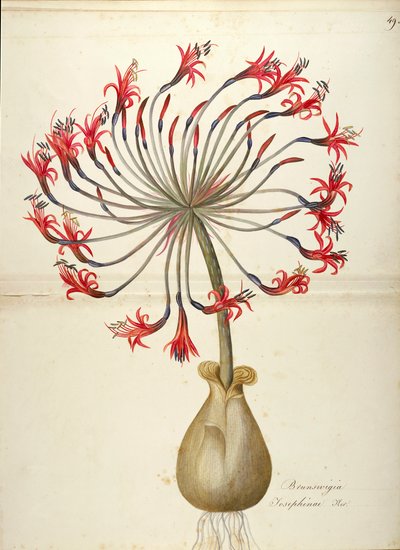 ジョセフィンのユリ (Brunsvigia josephinae)、アマリリダ科、マッダレーナ リサ ムッシーノ作、水彩 作： Maddalena Lisa Mussino