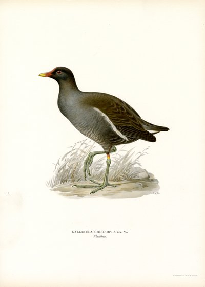Common Moorhen (カラー リソ) 作： Magnus Ferdinand and Wilhelm von Wright