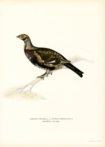 Black Grouse x Western Caperaillie (カラーリソ) 作： Magnus Ferdinand and Wilhelm von Wright