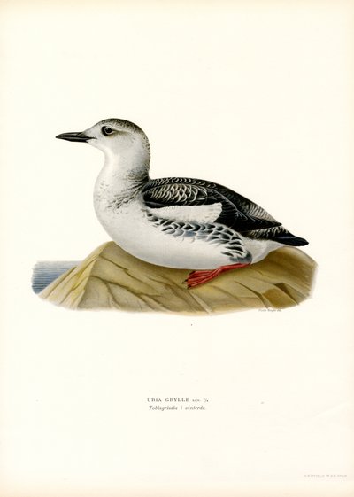 Black Guillemot (カラーリソ) 作： Magnus Ferdinand and Wilhelm von Wright