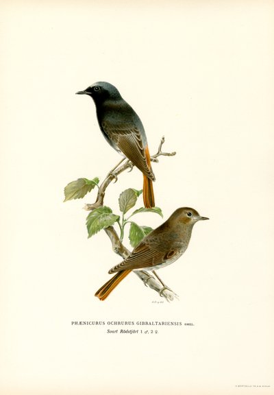 Blackstart (カラーリソ) 作： Magnus Ferdinand and Wilhelm von Wright