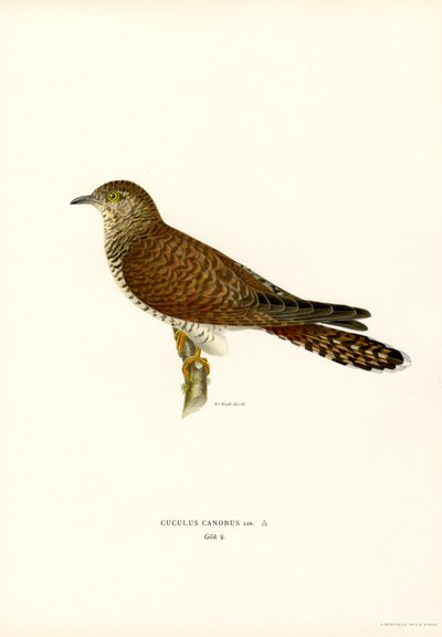 Common Cuckoo (カラー リソ) 作： Magnus Ferdinand and Wilhelm von Wright