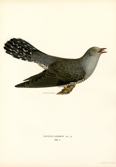 Common Cuckoo (カラー リソ) 作： Magnus Ferdinand and Wilhelm von Wright