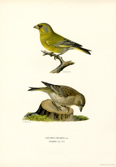 Common Greenfinch (カラーリソ) 作： Magnus Ferdinand and Wilhelm von Wright