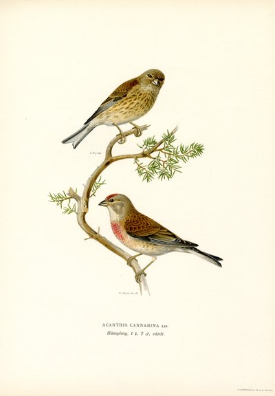 Common Linnet (カラーリソ) 作： Magnus Ferdinand and Wilhelm von Wright