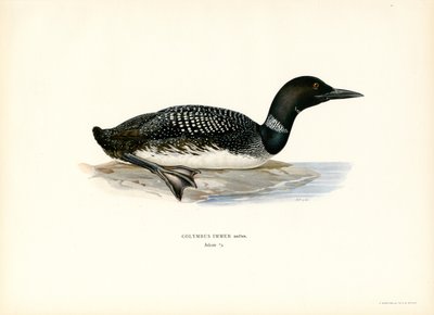 Loon（カラーリソ） 作： Magnus Ferdinand and Wilhelm von Wright