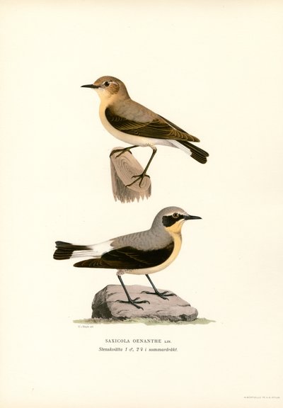 Common Wheatear (カラー リソ) 作： Magnus Ferdinand and Wilhelm von Wright