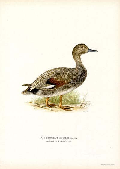 Gadwall (カラーリソ) 作： Magnus Ferdinand and Wilhelm von Wright