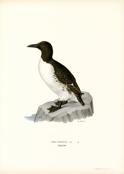 Guillemot (カラーリソ) 作： Magnus Ferdinand and Wilhelm von Wright