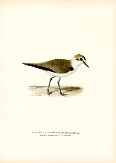 Kentish Plover (カラーリソ) 作： Magnus Ferdinand and Wilhelm von Wright