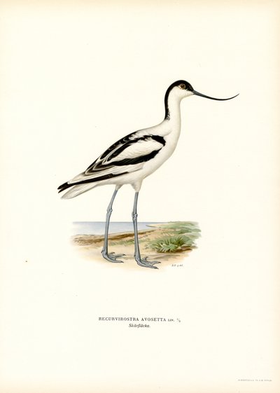 Pied Avocet (カラーリソ) 作： Magnus Ferdinand and Wilhelm von Wright