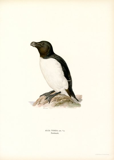 Razorbill (カラーリソ) 作： Magnus Ferdinand and Wilhelm von Wright