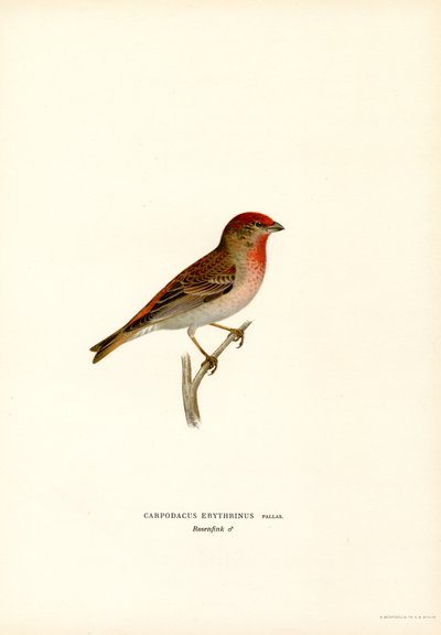 Rosefinch (カラーリソ) 作： Magnus Ferdinand and Wilhelm von Wright