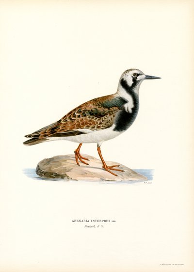 Ruddy Turnstone (カラーリソ) 作： Magnus Ferdinand and Wilhelm von Wright