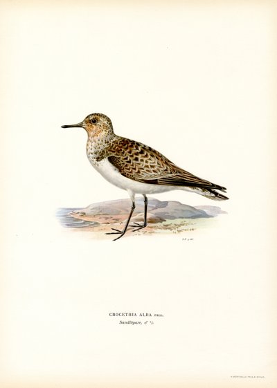 Sanderling（カラーリソ） 作： Magnus Ferdinand and Wilhelm von Wright