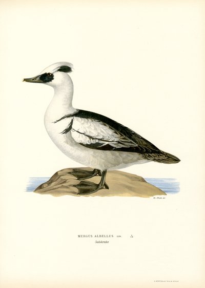 Smew（カラーリソ） 作： Magnus Ferdinand and Wilhelm von Wright