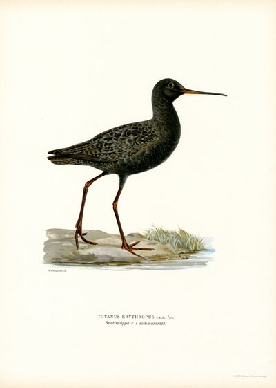 斑点を付けられた Redshank (カラー リソ) 作： Magnus Ferdinand and Wilhelm von Wright
