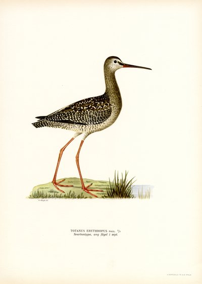 斑点を付けられた Redshank (カラー リソ) 作： Magnus Ferdinand and Wilhelm von Wright