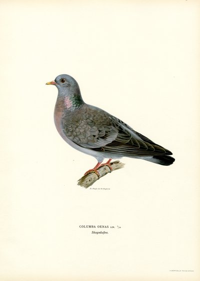 Stock Dove（カラーリソ） 作： Magnus Ferdinand and Wilhelm von Wright