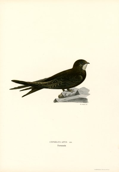 Swift（カラーリソ） 作： Magnus Ferdinand and Wilhelm von Wright