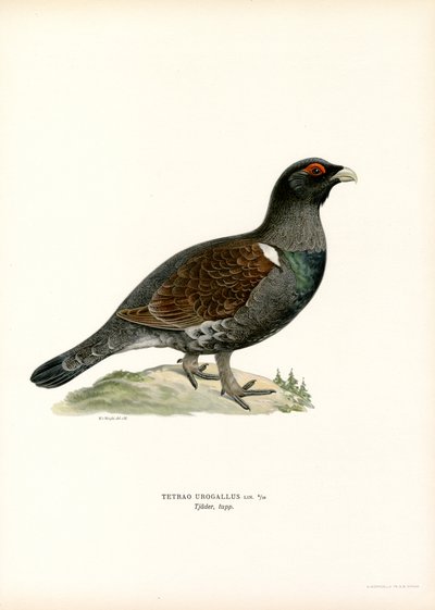 Western Caperaillie (カラーリソ) 作： Magnus Ferdinand and Wilhelm von Wright