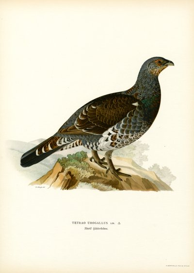 Western Caperaillie (カラーリソ) 作： Magnus Ferdinand and Wilhelm von Wright
