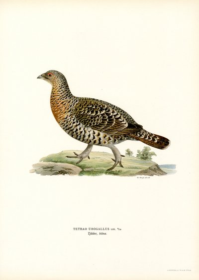 Western Caperaillie (カラーリソ) 作： Magnus Ferdinand and Wilhelm von Wright