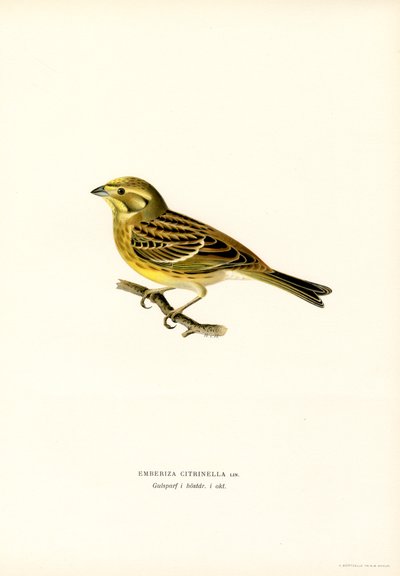 イエローハンマー (Emberiza citrinella) (カラーリソ) 作： Magnus Ferdinand and Wilhelm von Wright