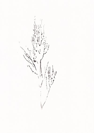 繊細な植物画 作： Maira Ribena