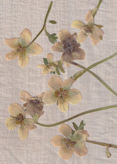 繊細な押し花 作： Maira Ribena