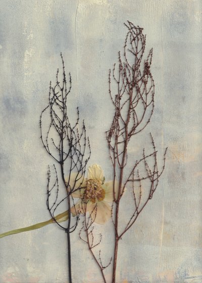 最小限の乾燥植物素材 作： Maira Ribena