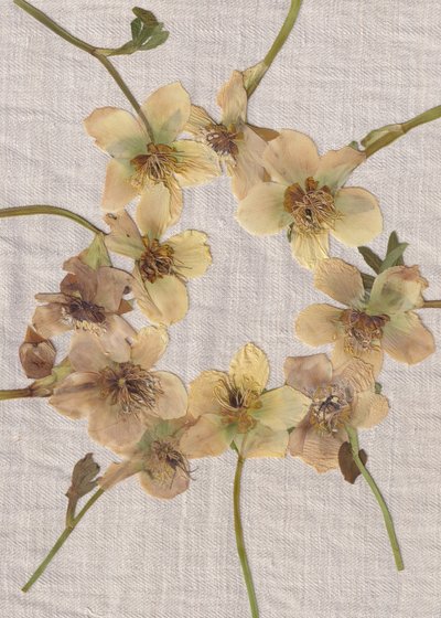 押し花リース 作： Maira Ribena