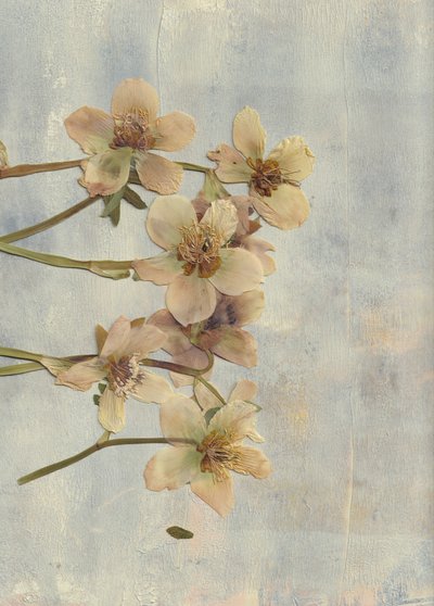 柔らかなブルーの押し花 作： Maira Ribena