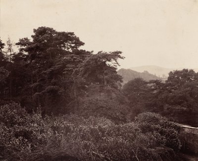 葉の研究,c.1863年（写真） 作： フランシス・グレズリー少佐