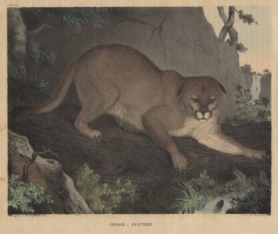1832年のJTダウティ著「自然史とアメリカの地方スポーツの内閣」からのクーガーまたはパンサー 作： Mannevillette Elihu Dearing Brown