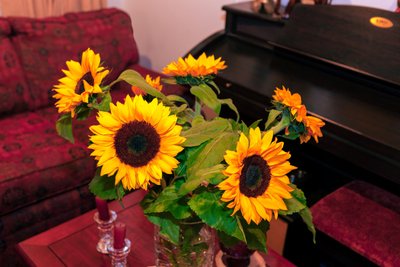 コロンビアのアンデス山脈の明るい黄色のヒマワリまたは Helianthus Annuus がボゴタ市の家を飾ります 作： Mano Chandra Dhas