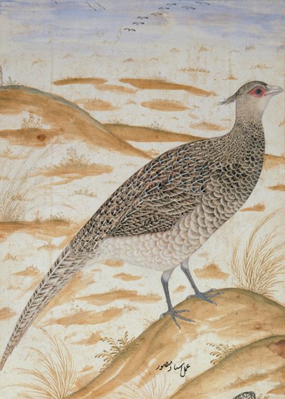 ヒマラヤのキジ、ジャハンギル時代、ムガール、1620年頃（水彩） 作： Mansur