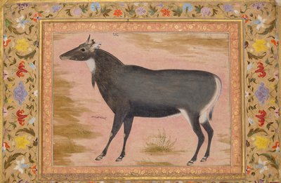 ニルガイ・ブルー・ブルの習作《シャー・ジャハン・アルバムのフォリオ》 裏面：約1620年、直筆：約1540年。 作： Mansur