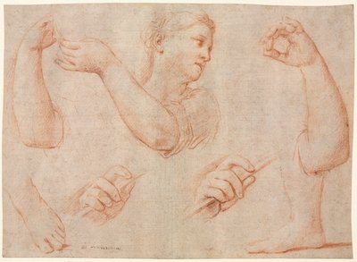 タンバリンを演奏する若い女性の研究、腕、手、足の研究...、c。 1711。 作： Marcantonio Franceschini