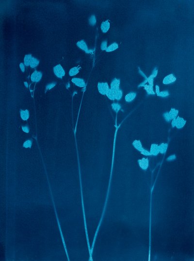 小さな花、2023年（シアノタイプ） 作： Marco Campedelli