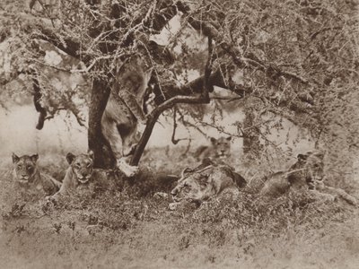 ライオンは木に登りますか？、カメラは答えます 作： Marcuswell Maxwell